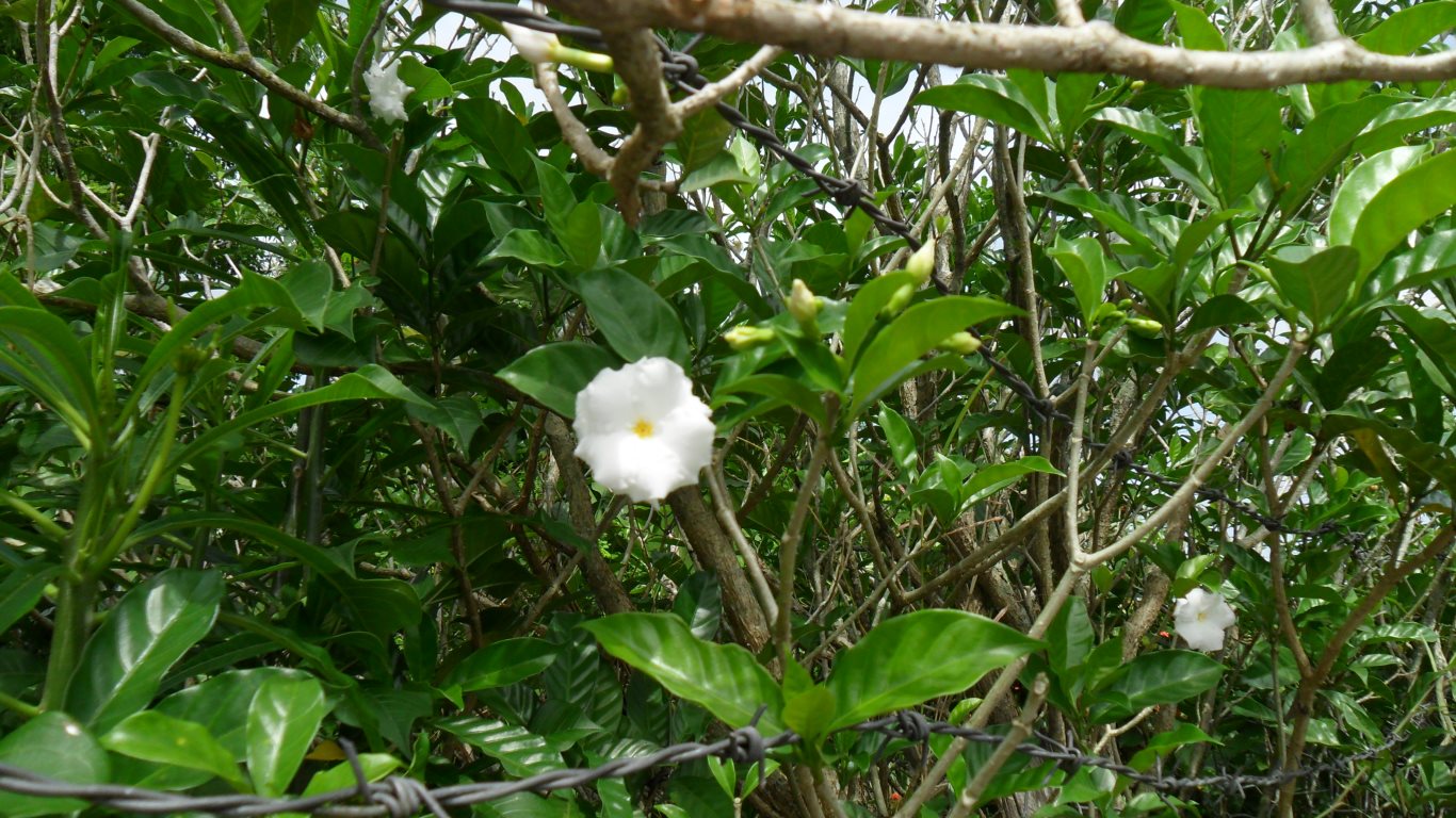w060_red56_wht03_white flower_ceder-hill_Trinidad_20110715_tobagojo@gmail.com_SAM_1117B_1366w_768h